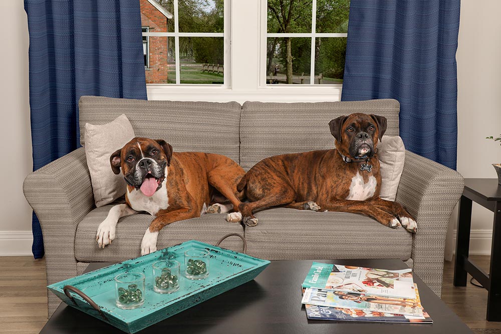 What Are The Best Pet Friendly Fabrics, Best Pet Friendly Leather Couch